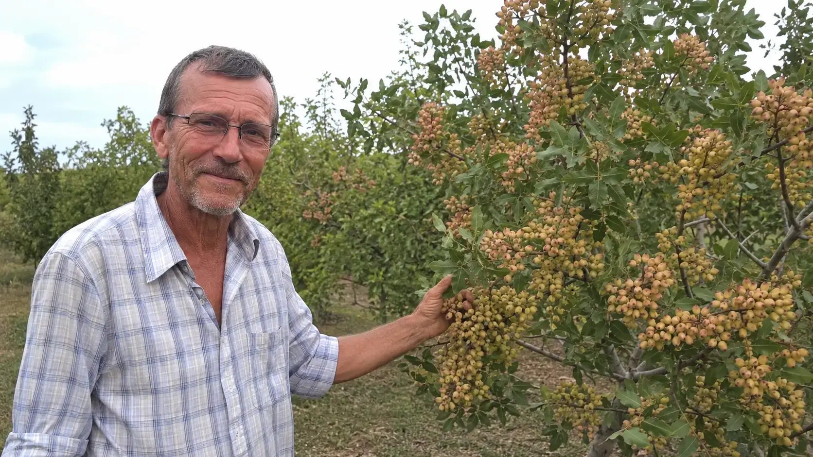 Фото: портрет селекціонера Олександра Березовського на фоні дерева фісташки, впевнена усмішка