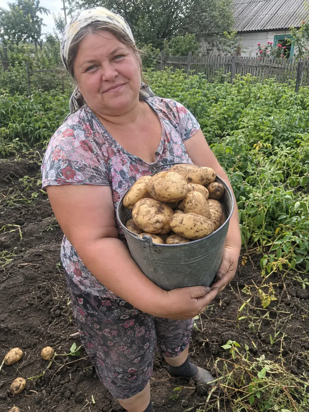 ФОТО_05 — червень, відро великих бульб